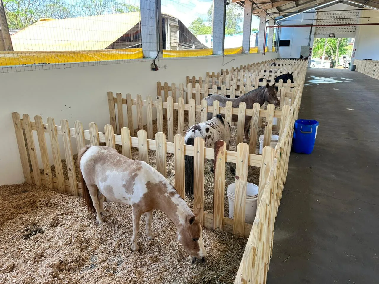 Mini-horses e lhamas roubam a cena no Mini Mundo Animal da Efapi do Brasil