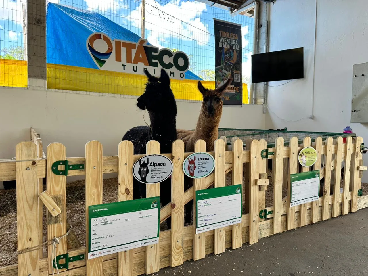Mini-horses e lhamas roubam a cena no Mini Mundo Animal da Efapi do Brasil
