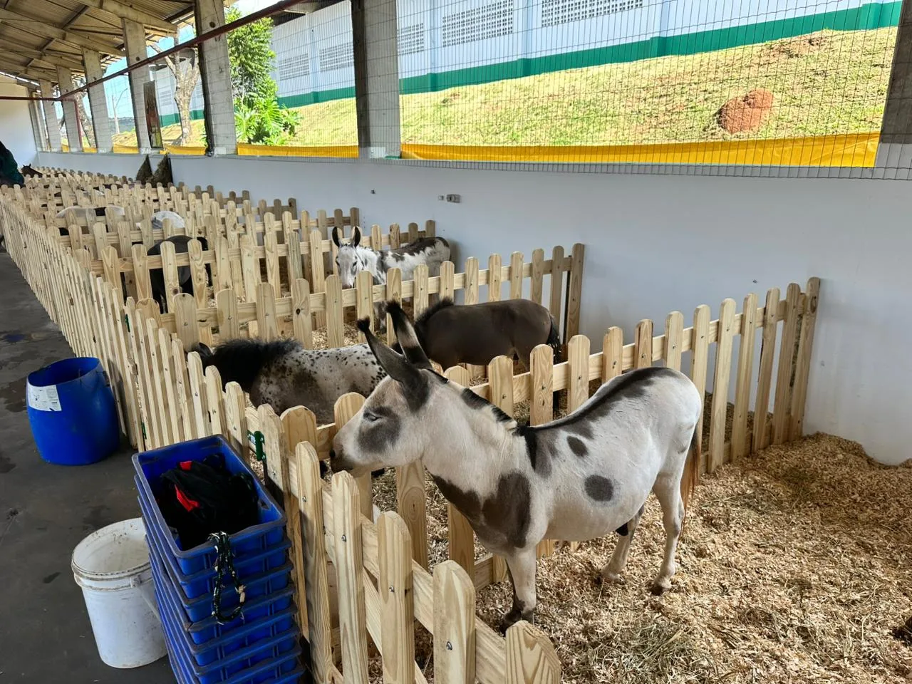 Mini-horses e lhamas roubam a cena no Mini Mundo Animal da Efapi do Brasil