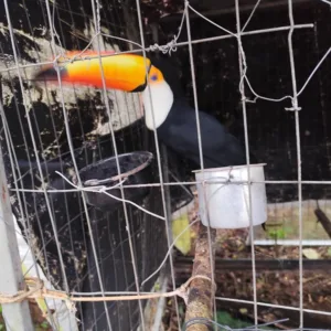 Operação contra tráfico de animais seis pessoas e resgata tucano, cobra e aves em SC (2)