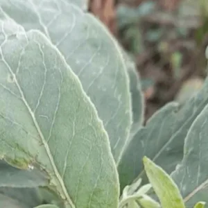 Mulher sofre parada cardiorrespiratória após confundir planta venenosa com couve - Imagem: reprodução/ SBT