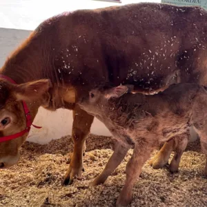 Bezerro Limousin nasce na Efapi do Brasil 2025 e vira atração do setor agropecuário | Foto: divulgação. 