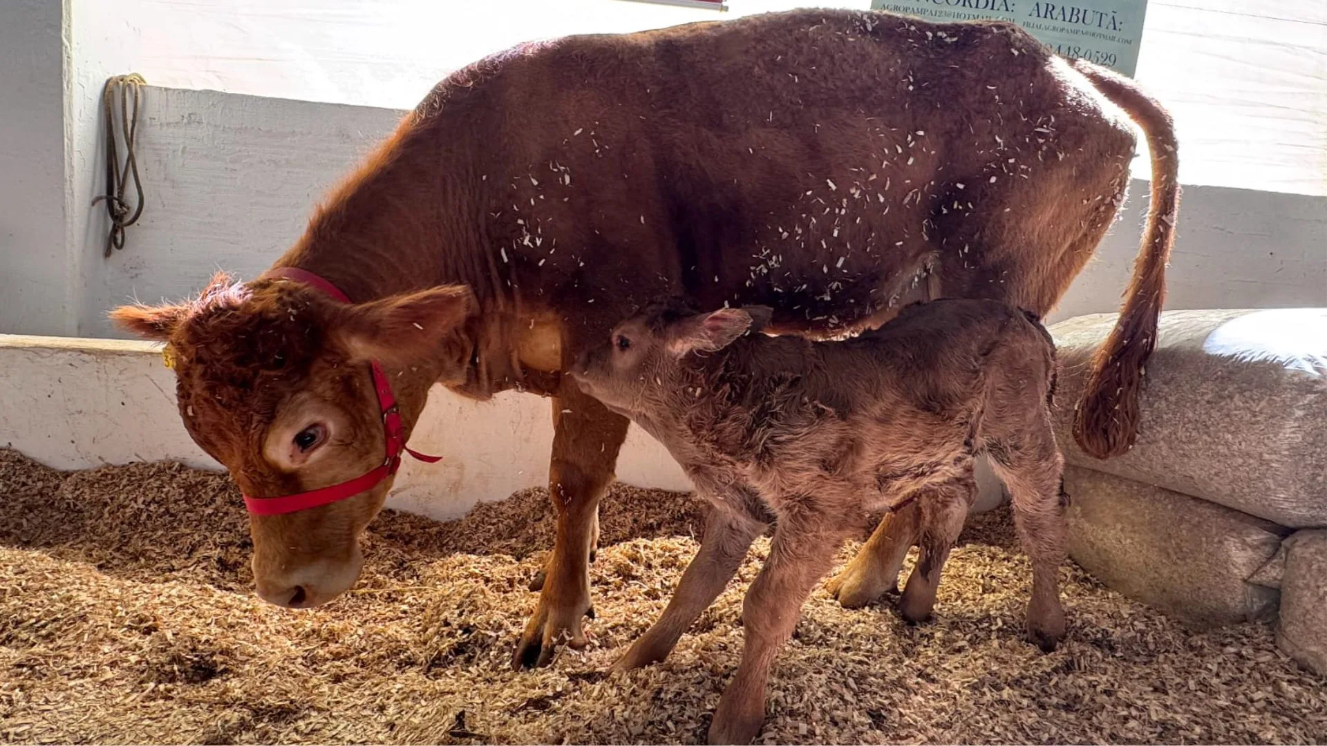 Bezerro Limousin nasce na Efapi do Brasil 2025 e vira atração do setor agropecuário | Foto: divulgação. 