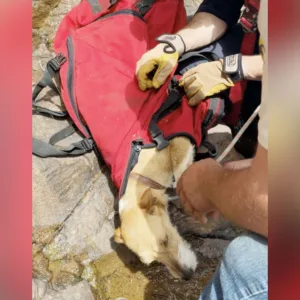 Cadelinha caramelo é resgatada por bombeiros em paredão de 80 metros de altura  | Foto: Corpo de Bombeiros Militar do Rio Grande do Sul 