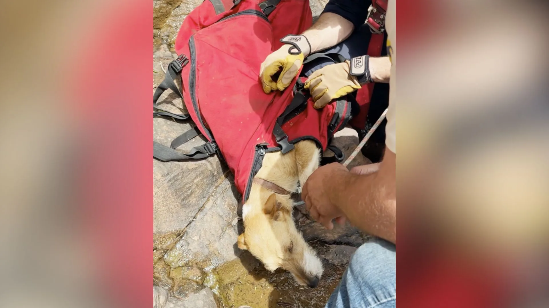 Cadelinha caramelo é resgatada por bombeiros em paredão de 80 metros de altura | Foto: Corpo de Bombeiros Militar do Rio Grande do Sul Cadelinha caramelo é resgatada por bombeiros em paredão de 80 metros de altura | Foto: Corpo de Bombeiros Militar do Rio Grande do Sul
