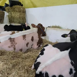Efapi reúne mais de 200 vacas leiteiras em competição de genética e produtividade - Imagem: divulgação
