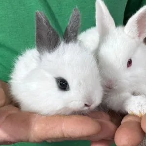 Coelho anão conquista visitantes no Mini Mundo Animal da Efapi | Imagem: divulgação