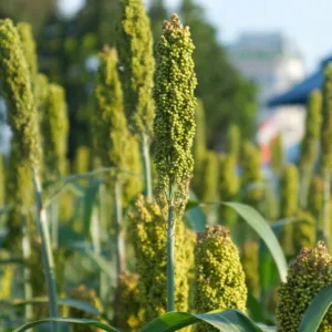 Agricultura catarinense aposta no sorgo como alternativa sustentável ao milho | Foto: divulgação. 