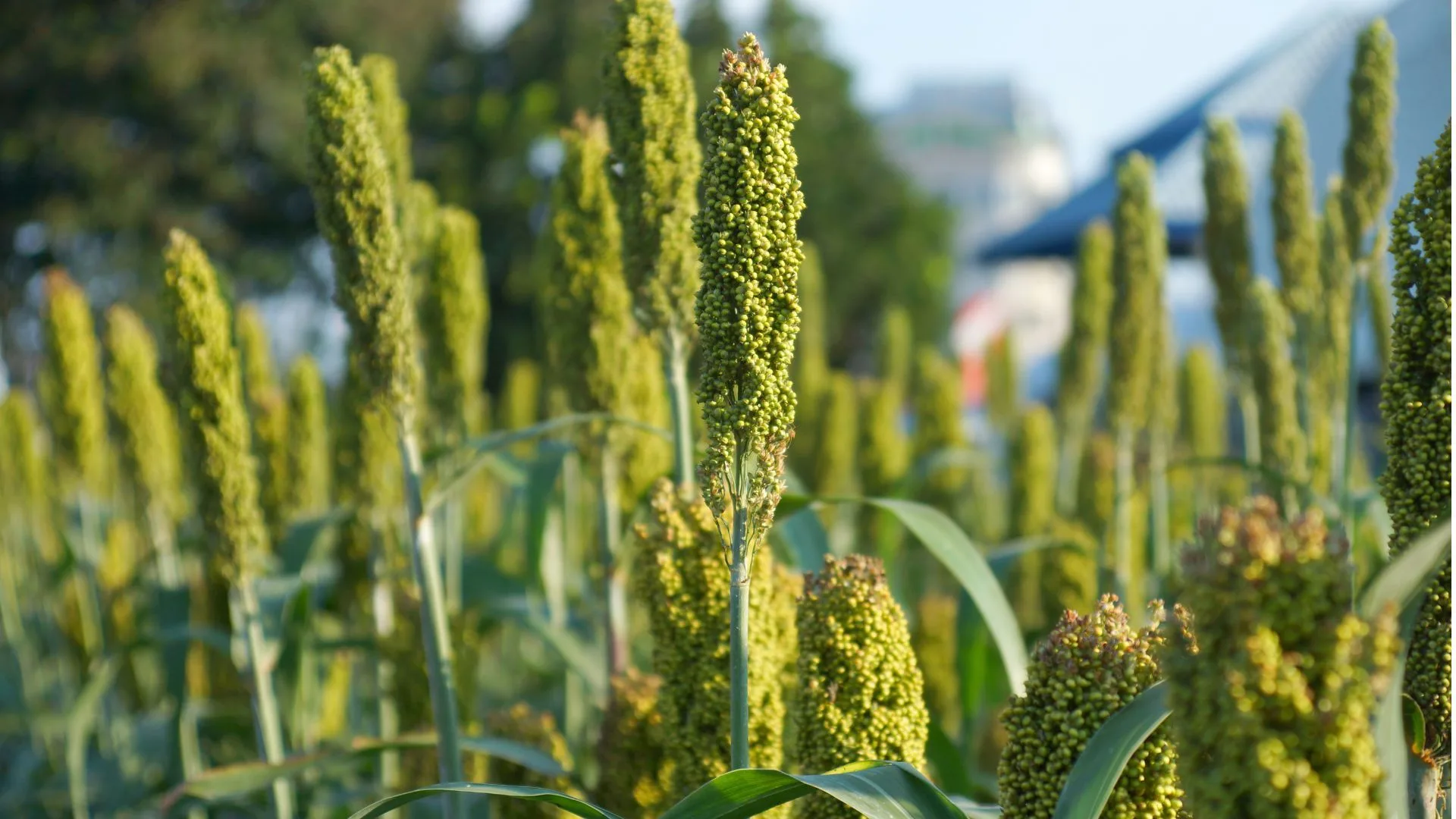 Agricultura catarinense aposta no sorgo como alternativa sustentável ao milho | Foto: divulgação.  Agricultura catarinense aposta no sorgo como alternativa sustentável ao milho | Foto: divulgação.