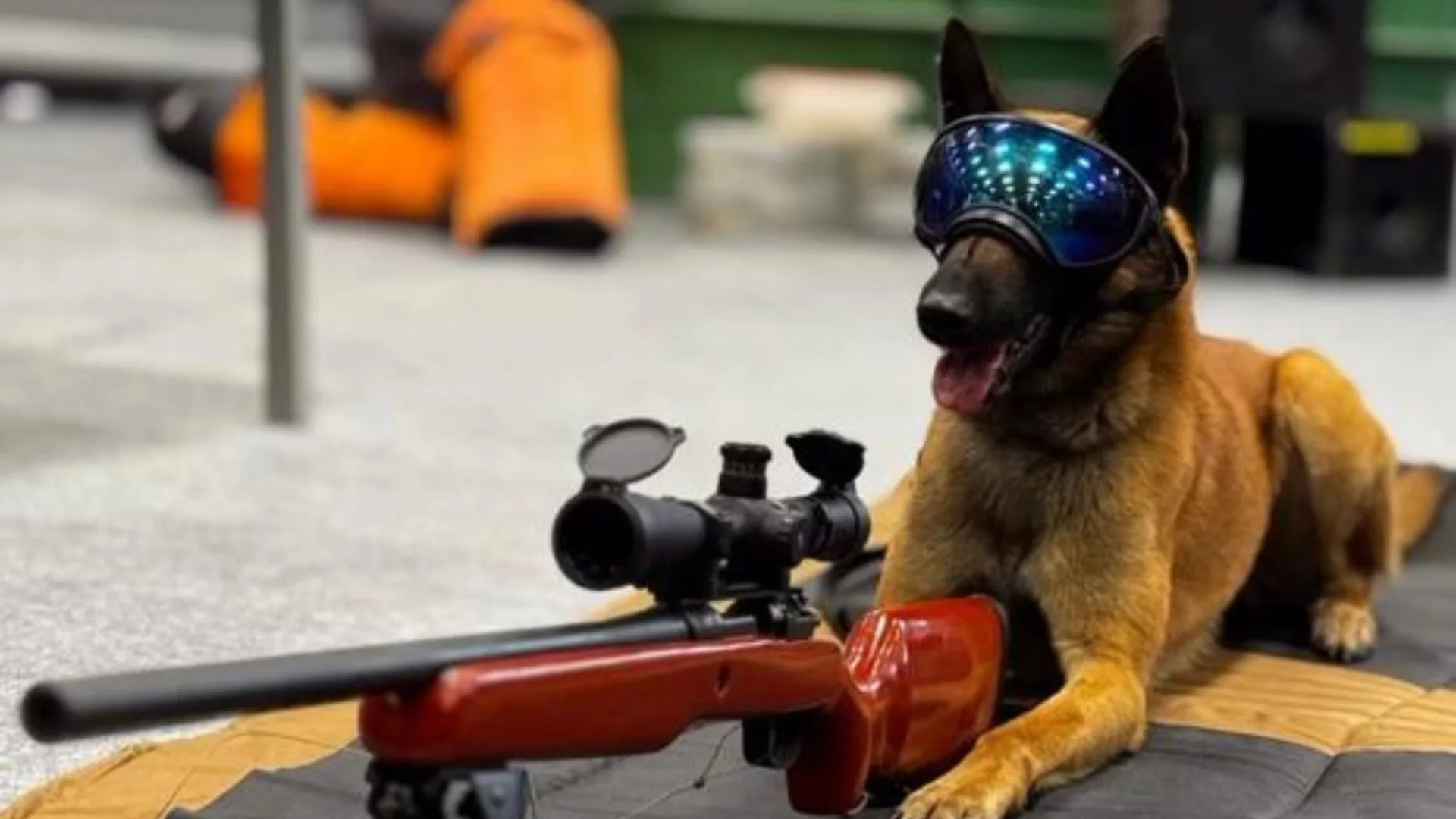 Cão policial catarinense ‘Astro’  vira estrela no COP Internacional | Foto: divulgação.  Cão policial catarinense ‘Astro’  vira estrela no COP Internacional | Foto: divulgação.