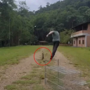 VÍDEO: lagarto dá 'corridão' em biólogo e cena viraliza em SC