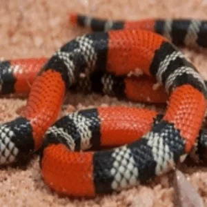 Susto em casa! Morador encontra cobra coral debaixo do sofá em SC | Imagem: Canva/Ilustrativa