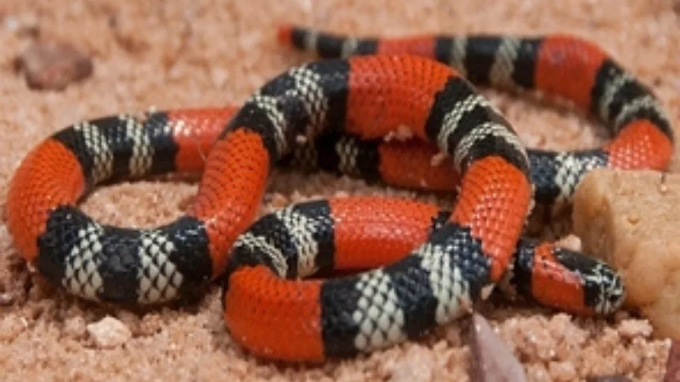 Susto em casa! Morador encontra cobra coral debaixo do sofá em SC | Imagem: Canva/Ilustrativa