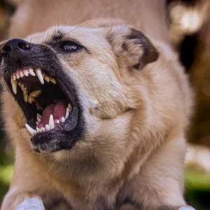 Homem é morto por cachorro após invadir residência em Florianópolis | Foto: Imagem Ilustrativa/Canva/Reprodução