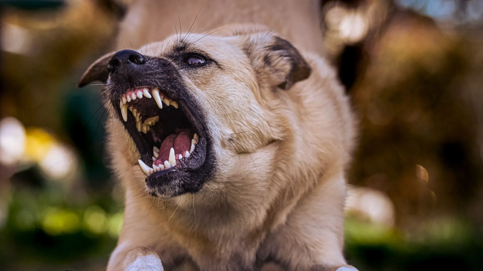 Homem é morto por cachorro após invadir residência em Florianópolis | Foto: Imagem Ilustrativa/Canva/Reprodução