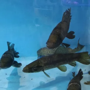 Piscicultura vai encantar visitantes com peixes ornamentais e espécies raras na Efapi 2025 | Foto: divulgação.