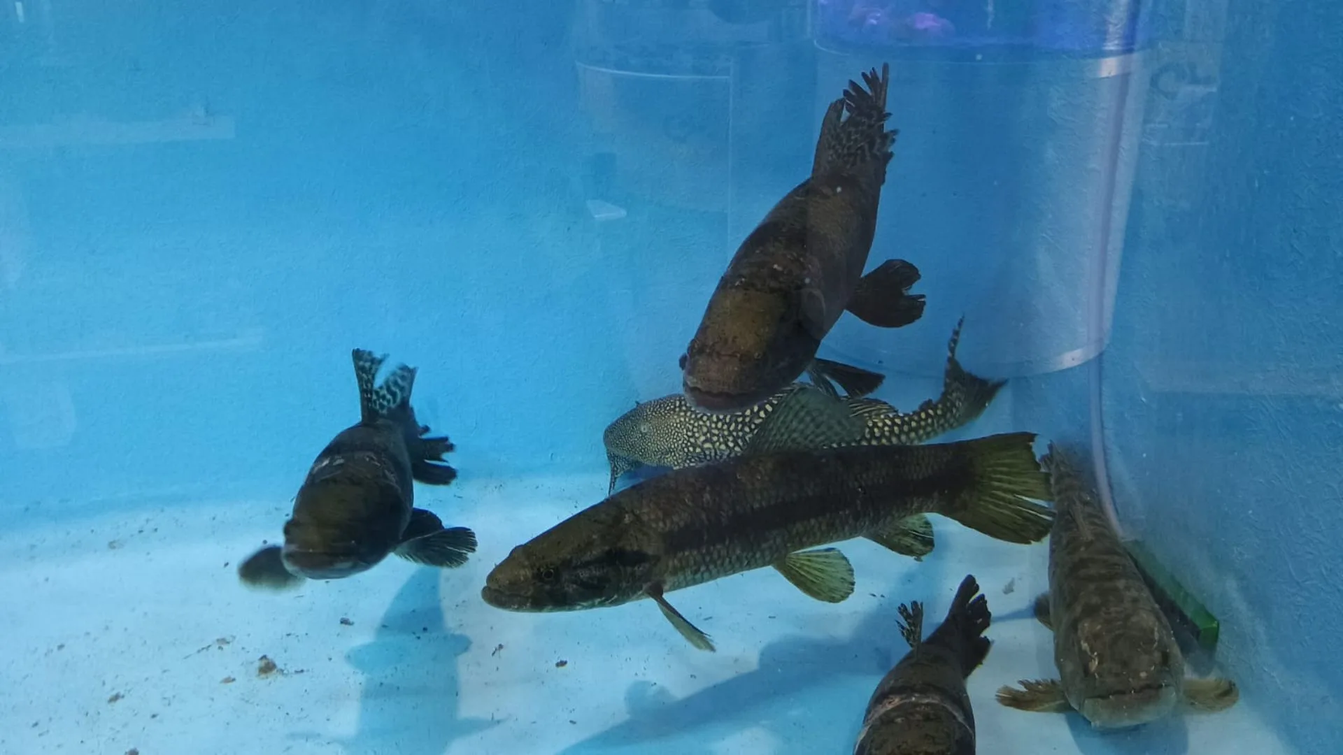 Piscicultura vai encantar visitantes com peixes ornamentais e espécies raras na Efapi 2025 | Foto: divulgação.