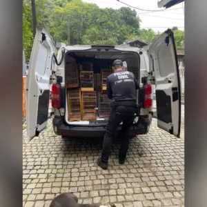 Mais de 200 aves são resgatadas e grupo é preso por comércio ilegal de animais em SC | Foto: PCSC/Divulgação