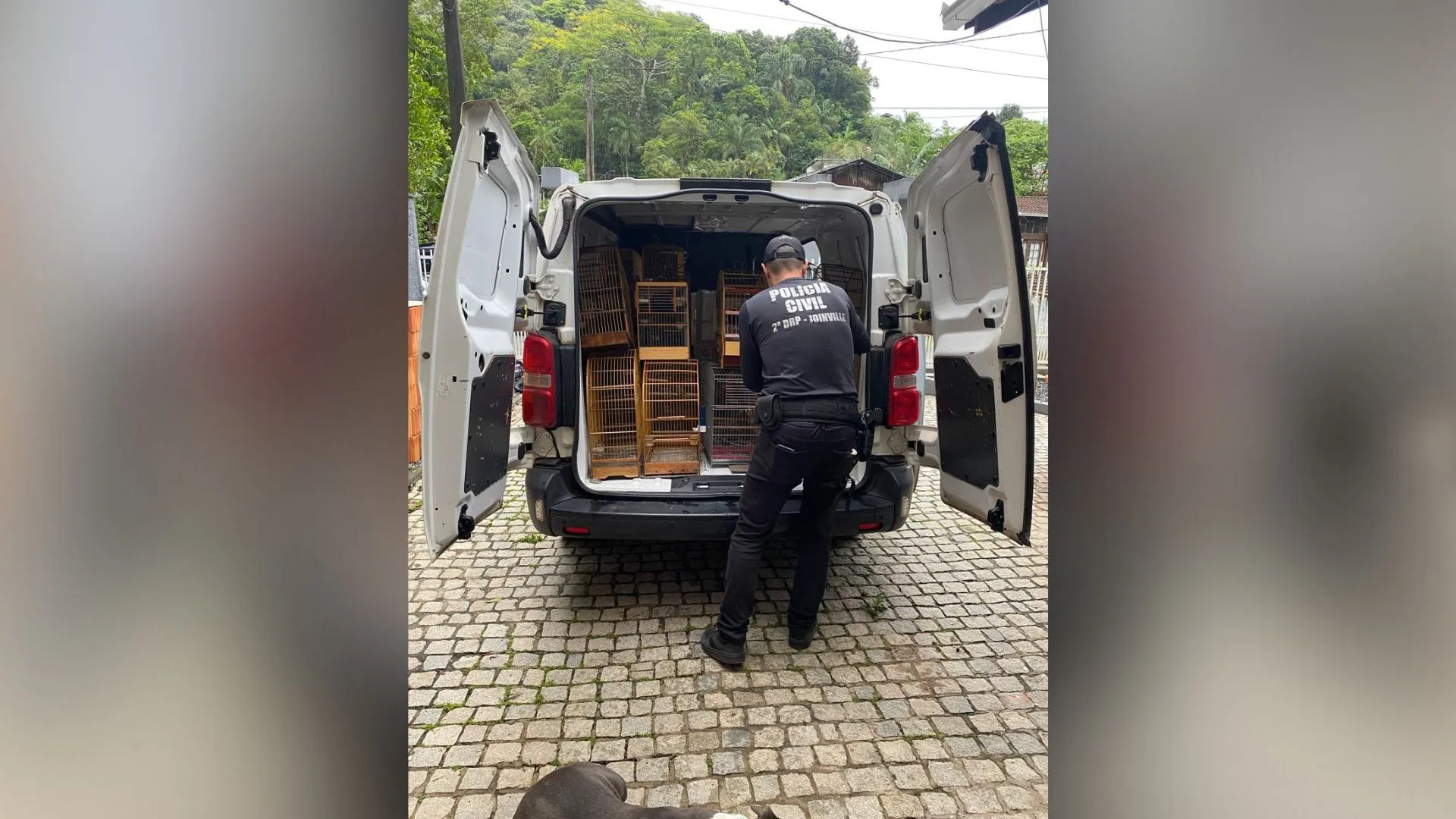 Mais de 200 aves são resgatadas e grupo é preso por comércio ilegal de animais em SC | Foto: PCSC/Divulgação Mais de 200 aves são resgatadas e grupo é preso por comércio ilegal de animais em SC | Foto: PCSC/Divulgação