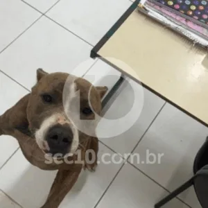 Pitbull invade colégio em Florianópolis e ataca mãe de aluno; veja imagens