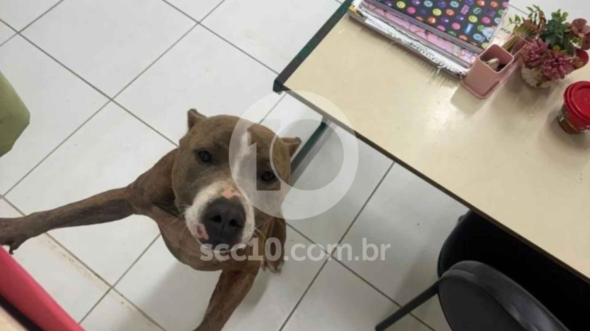 Pitbull invade colégio em Florianópolis e ataca mãe de aluno; veja imagens