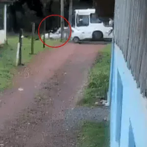 VÍDEO: estudante de SC morre após ser atropelado ao descer de ônibus escolar | Imagem: Print/ Divulgação Cedido ao SCC10