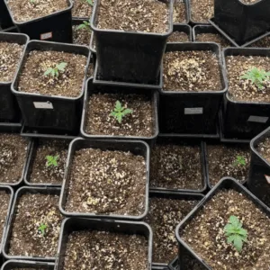 Estufas com dezenas de pés de maconha são descobertas pela PM em SC | Imagem: Polícia Militar