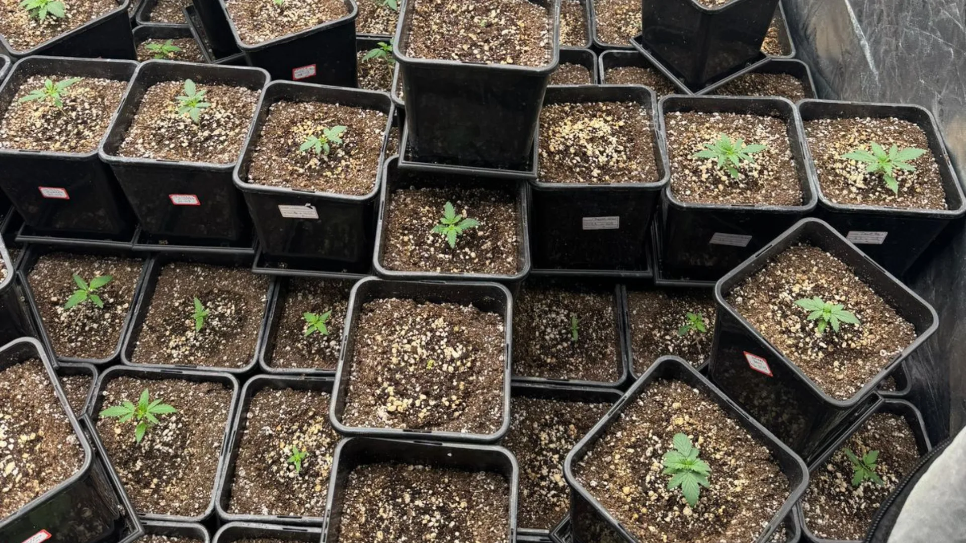 Estufas com dezenas de pés de maconha são descobertas pela PM em SC | Imagem: Polícia Militar