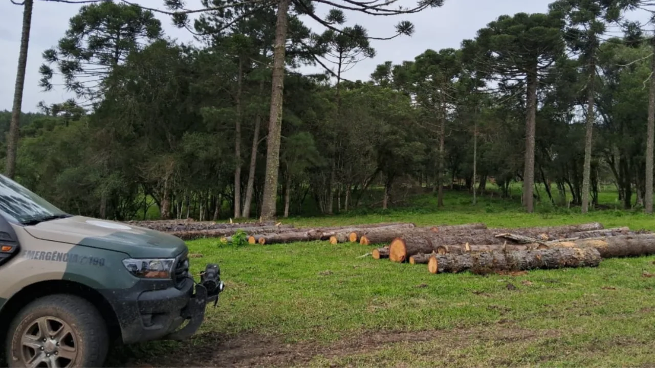 Polícia Militar Ambiental registra três ocorrências de desmatamento ilegal na Serra | Foto: PMA Lages Polícia Militar Ambiental registra três ocorrências de desmatamento ilegal na Serra | Foto: PMA Lages