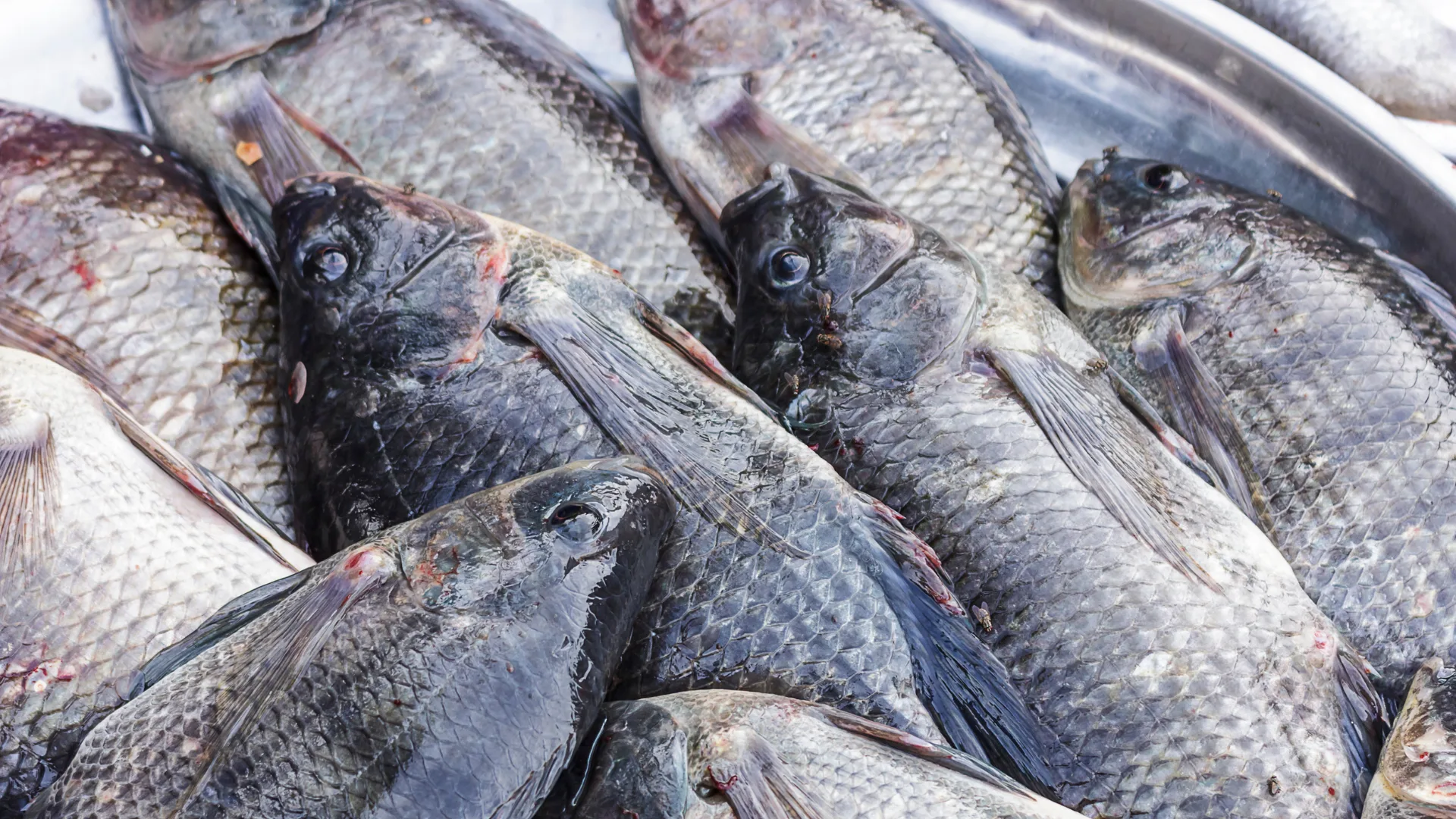 Tilápia pode entrar na lista de espécies invasoras; SC manifesta contrariedade à proposta do Governo Federal | Foto: Canva  Tilápia pode entrar na lista de espécies invasoras; SC manifesta contrariedade à proposta do Governo Federal | Foto: Canva