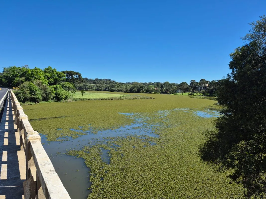 Família de patos atravessa rio coberto por 'tapete verde' em SC; entenda situação