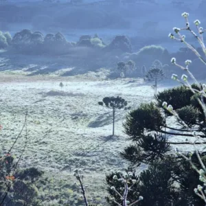 A um mês do Natal geada surpreende no Vale dos Caminhos da Neve em São Joaquim | Foto: Mycchel Legnaghi