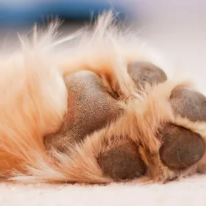 Cachorro morre após ficar pendurado em corrente | Foto: Canva | Reprodução