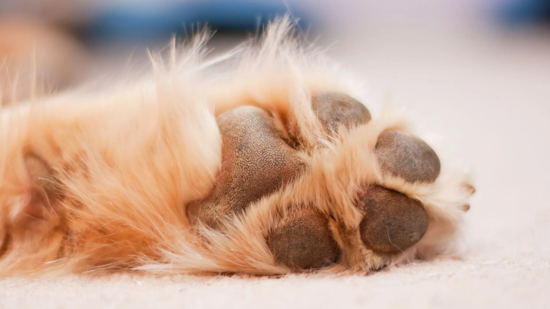 Cachorro morre após ficar pendurado em corrente | Foto: Canva | Reprodução