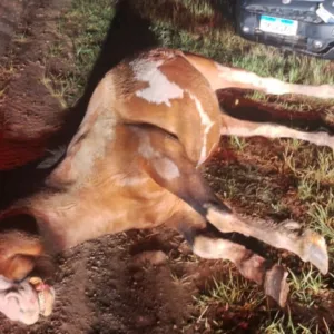 Cavalo solto causa acidente de trânsito na SCC-110 em São Joaquim | Foto: PMRv Serra