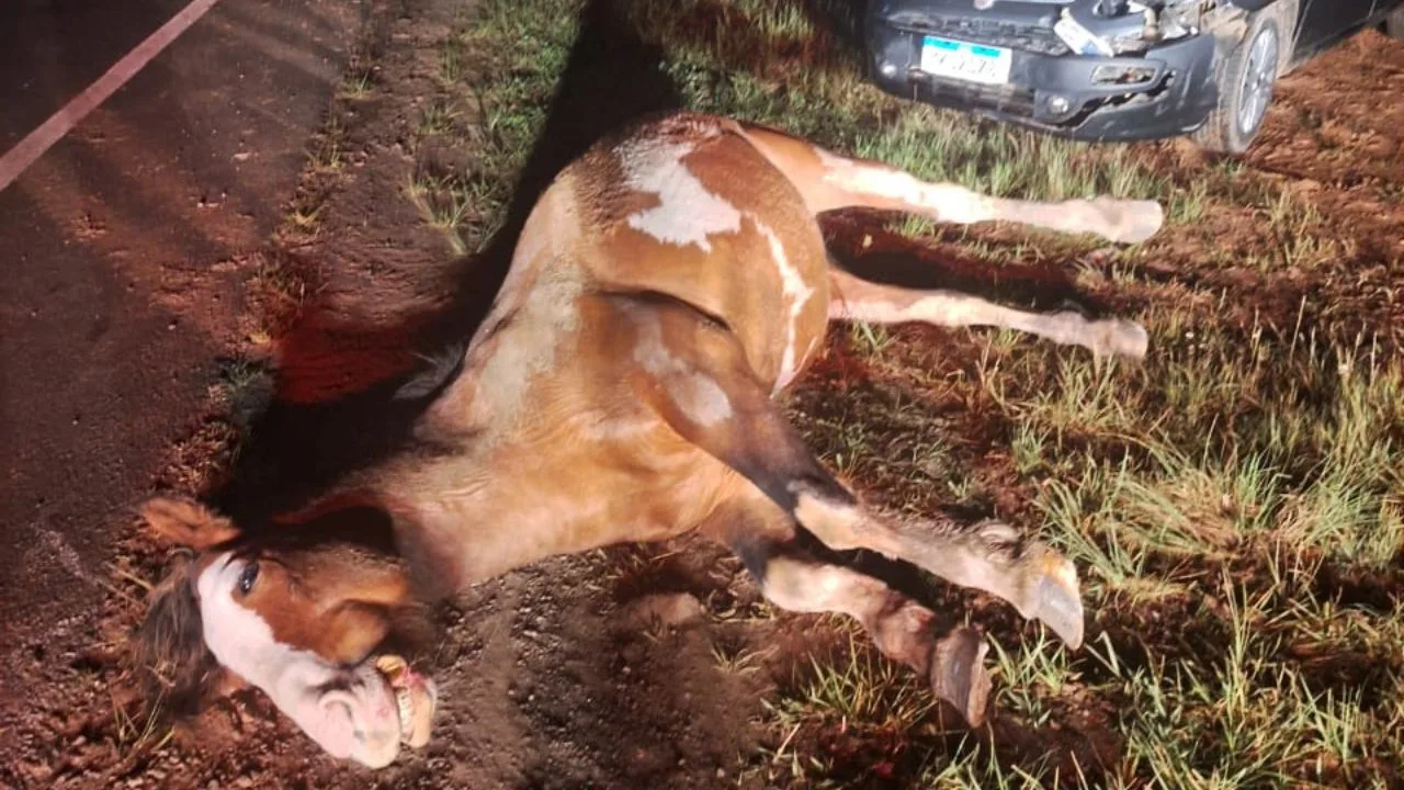Cavalo solto causa acidente de trânsito na SCC-110 em São Joaquim | Foto: PMRv Serra