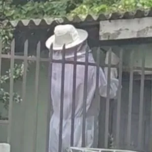 Idosa é atacada por enxame de abelhas e sofre mais de 100 picadas em Lages