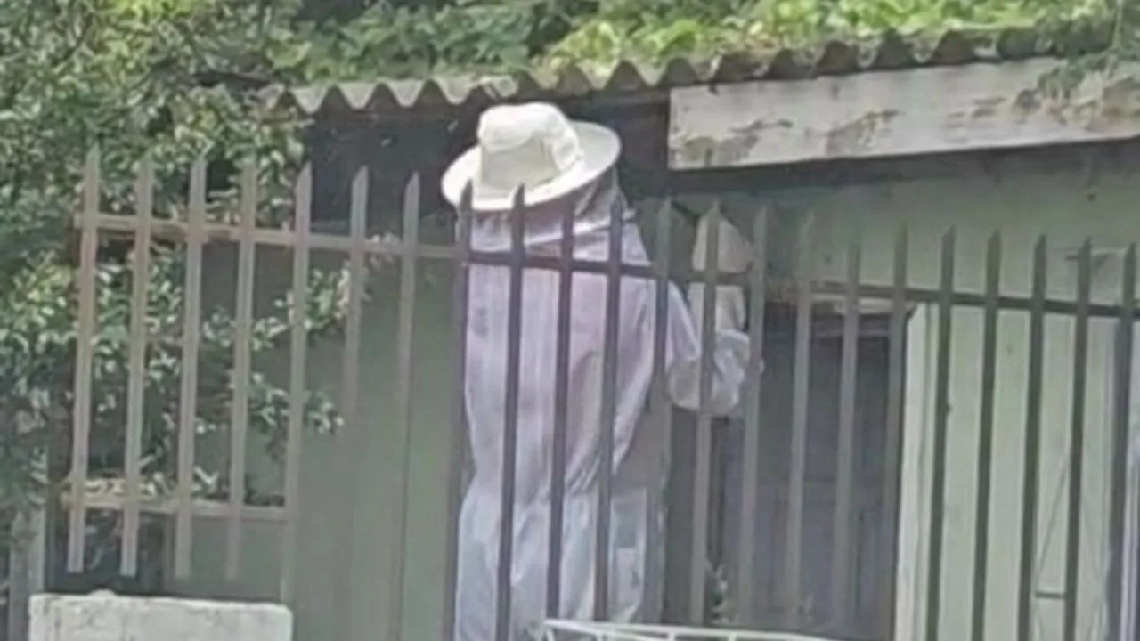 Idosa é atacada por enxame de abelhas e sofre mais de 100 picadas em Lages | Imagem: Rodrigo Silvério