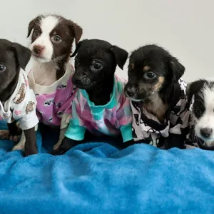 Joinville promove feira de adoção de cães e gatos; saiba quando