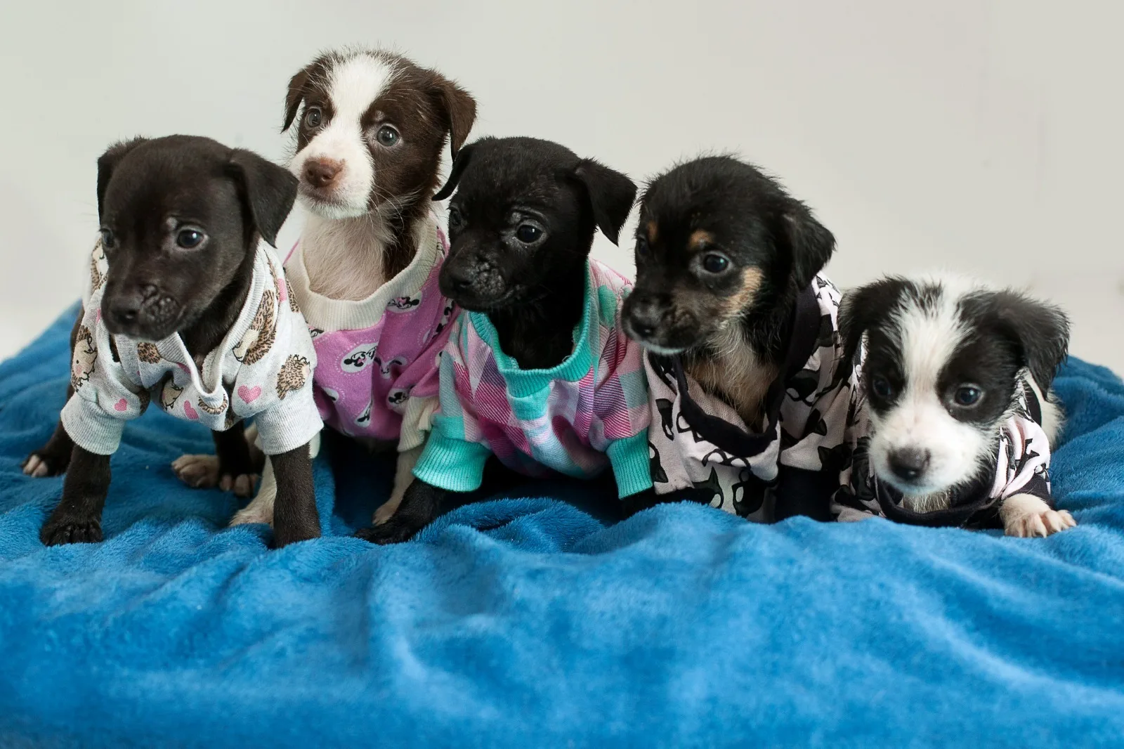 Foto: Prefeitura de Joinville/Reprodução