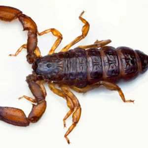 Mulher encontrou mais de 300 escorpiões dentro da própria casa | Foto: Canva | Reprodução