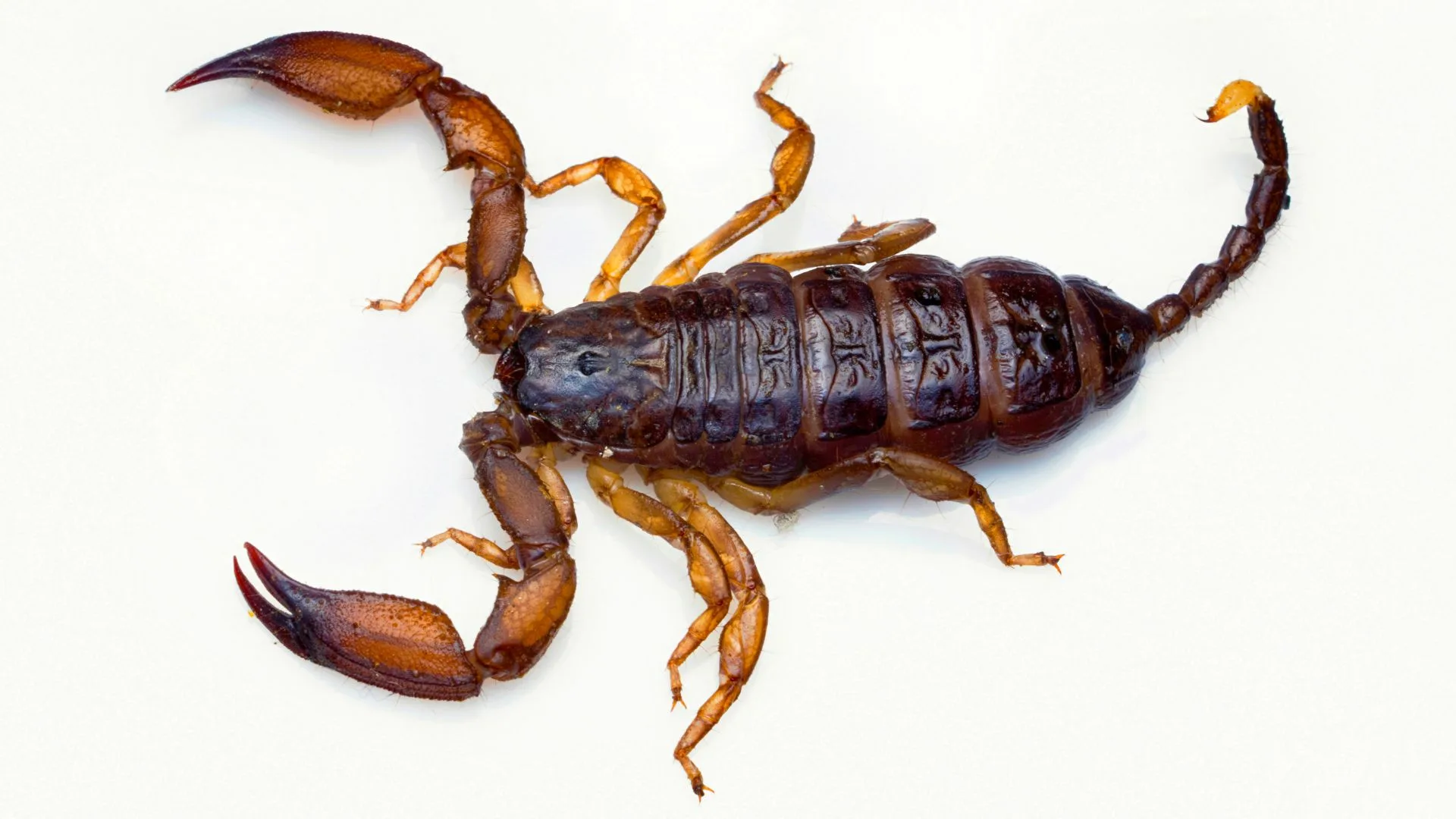 Mulher encontrou mais de 300 escorpiões dentro da própria casa | Foto: Canva | Reprodução