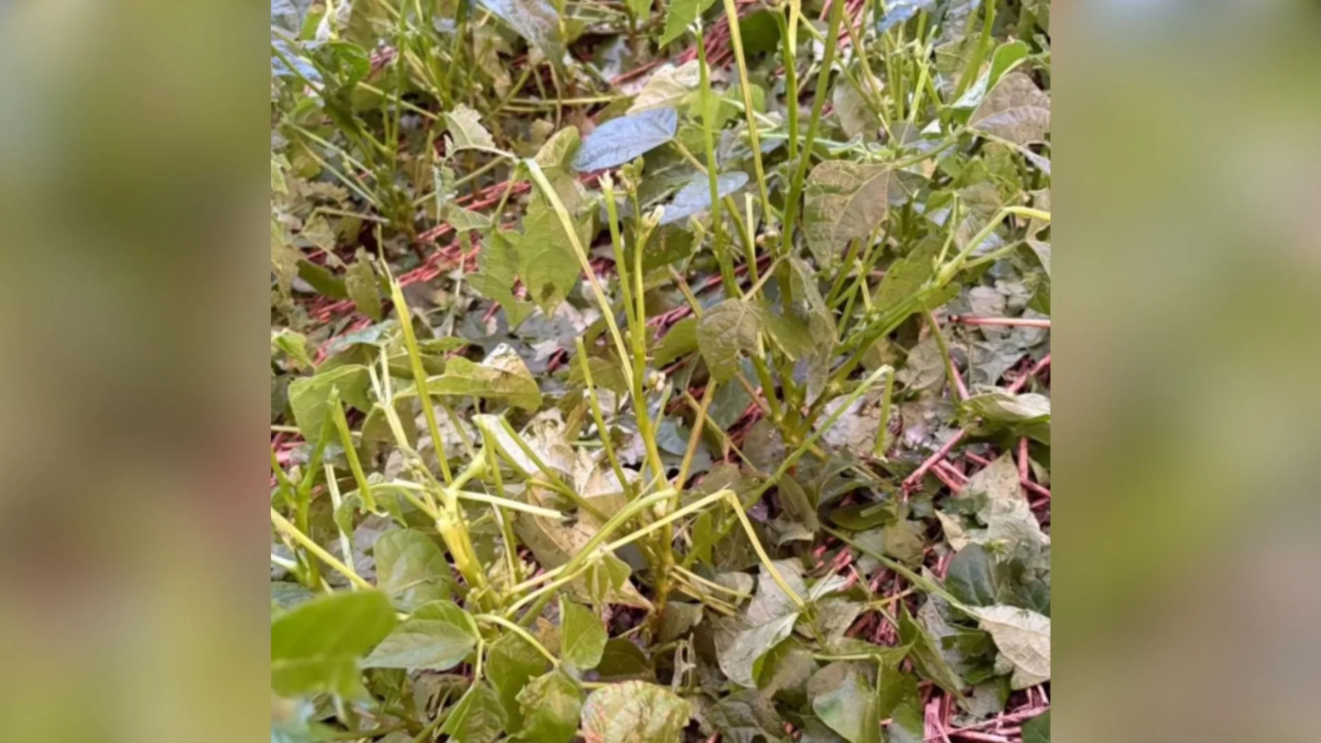 Foto: Prefeitura de Canoinhas/Reprodução