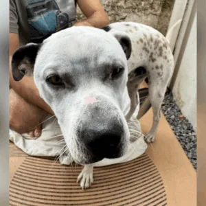 Foto: PMSC/Divulgação