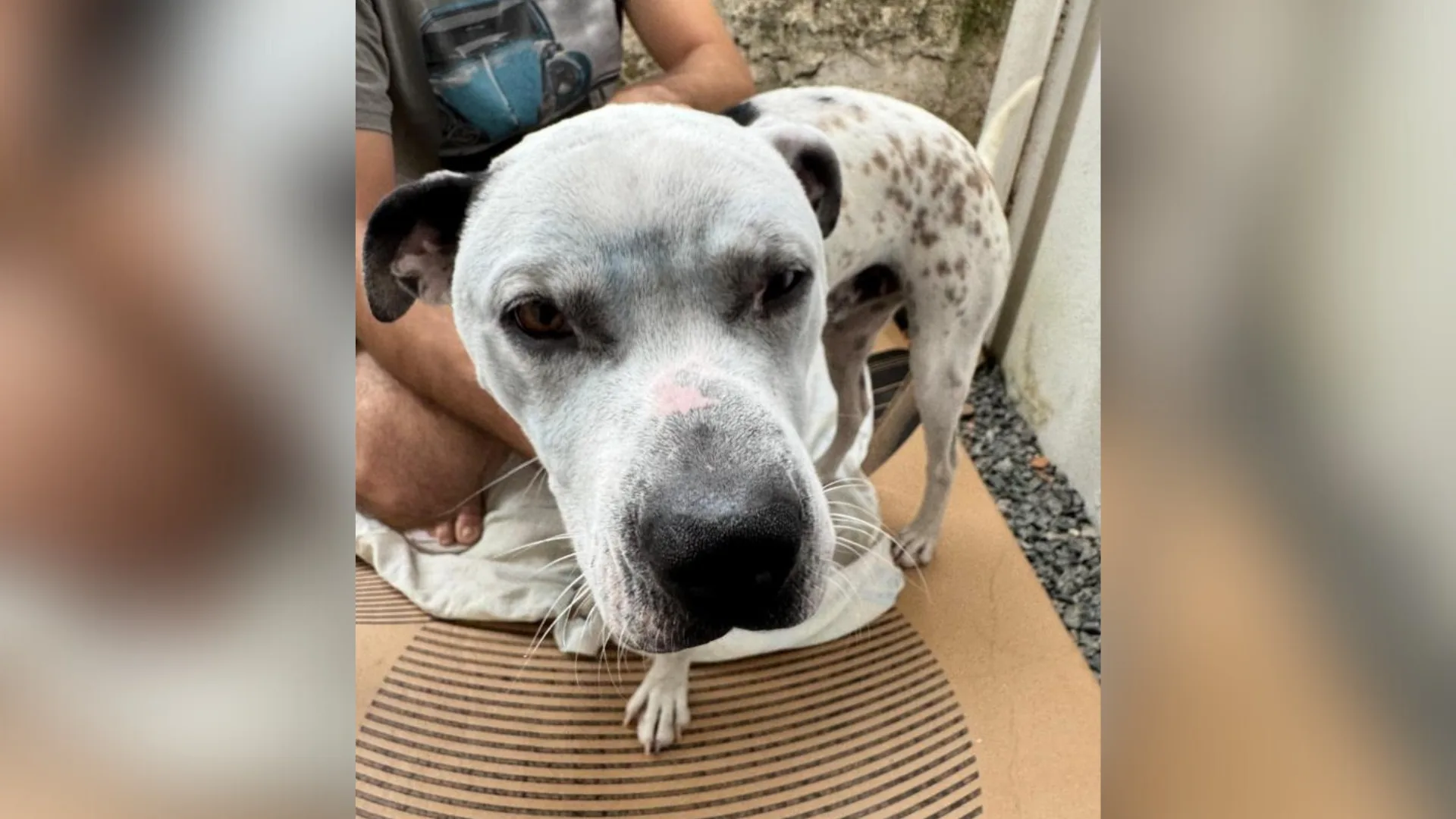 Foto: PMSC/Divulgação