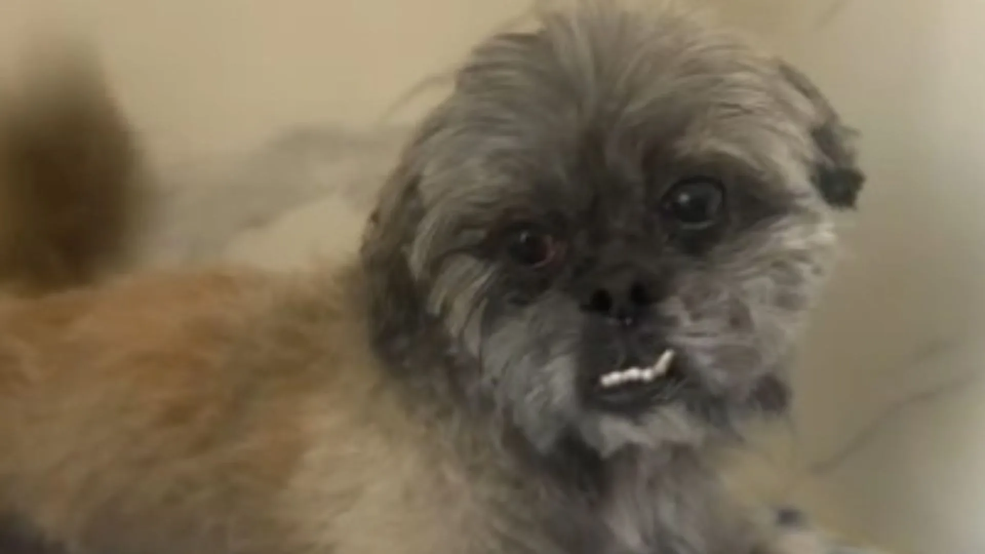 O caso ganhou repercussão após a divulgação de imagens de duas suspeitas abandonando o animal | Foto: divulgação PC 
