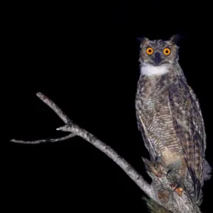 Maior coruja das Américas é registrada pela primeira vez por biólogo em Florianópolis