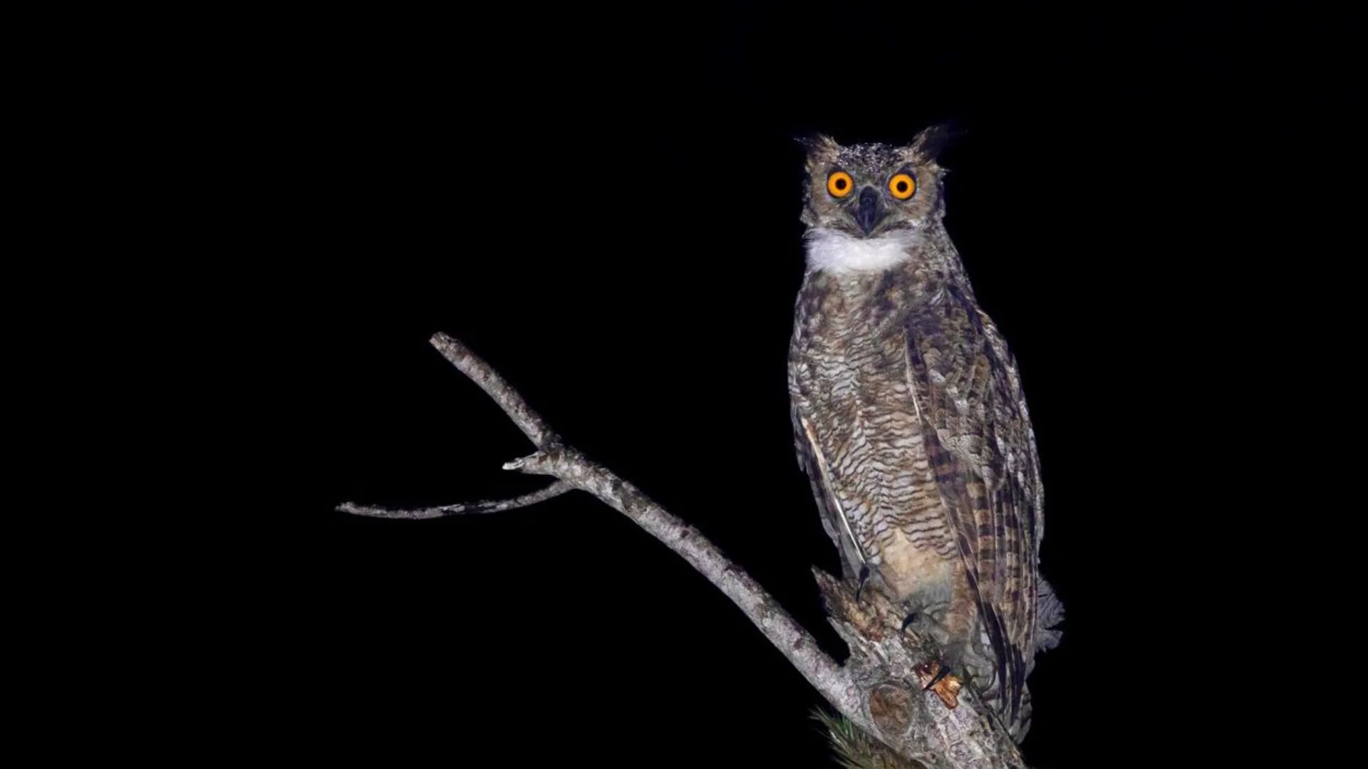 Maior coruja das Américas é registrada pela primeira vez por biólogo em Florianópolis