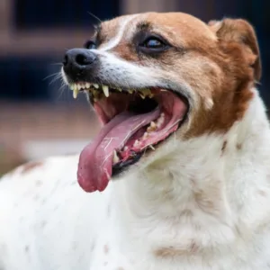 No próximo sábado (8), das 13h às 17h, o clima de Halloween vai invadir a Diretoria de Bem-Estar Animal de Florianópolis (Dibea). A tradicional feira de adoção ganha uma edição especial e temática, o 'Halloween da Dibea' | Foto: divulgação. 