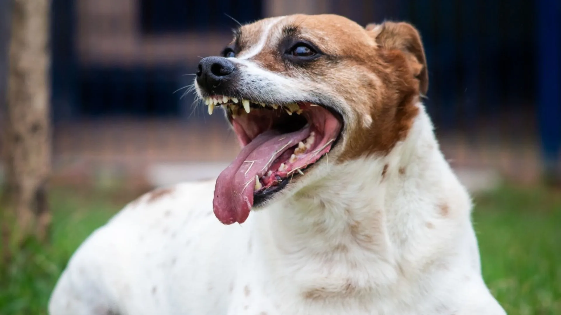 No próximo sábado (8), das 13h às 17h, o clima de Halloween vai invadir a Diretoria de Bem-Estar Animal de Florianópolis (Dibea). A tradicional feira de adoção ganha uma edição especial e temática, o ‘Halloween da Dibea’ | Foto: divulgação. 